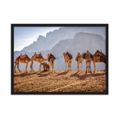 Camels Resting in the Heart of Wadi Rum