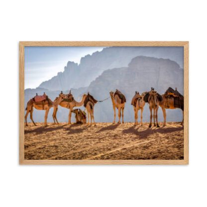 Camels Resting in the Heart of Wadi Rum - Image 2