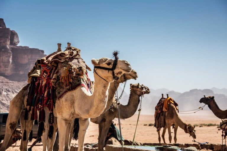 A desert ride requires breaks for both animals and humans.