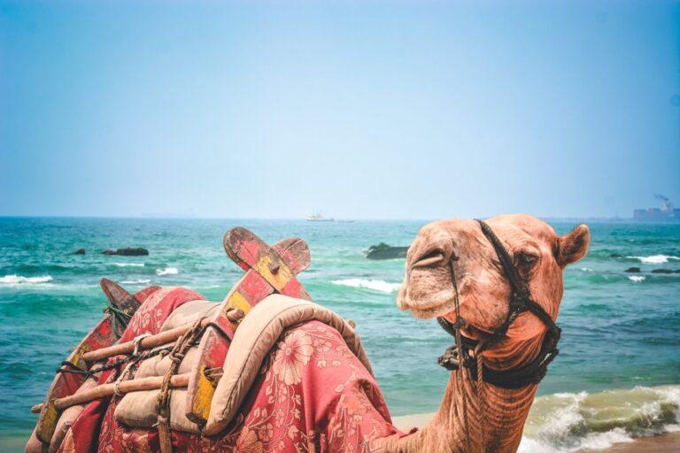 A camel standing on the beach side