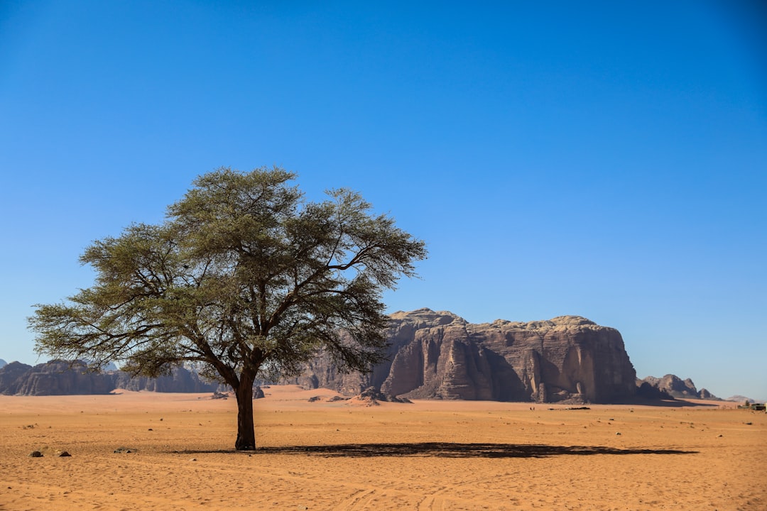 One of the rare trees location in the Wadi Rum desert